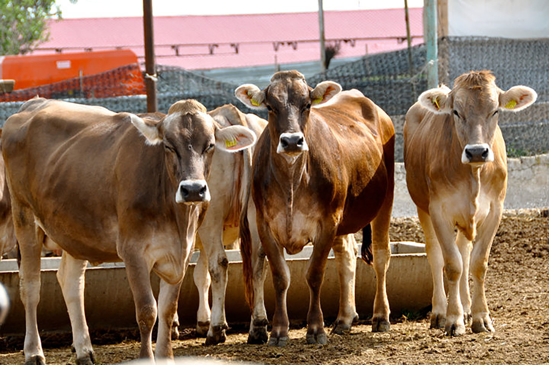Dein Viehhändler - Viehhandel Schweiz, denn Viehhandel ist